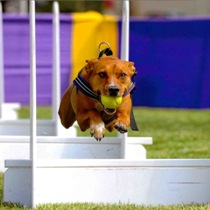 Concours Flyball